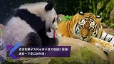 老虎和狮子为何从来不吃大熊猫？熊猫：请查一下我以前叫啥！