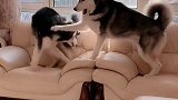 狗狗会咬主人么？