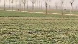 小黑在草地肆意狂奔，把小白撞得嗷嗷叫