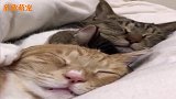 掀开被子后，猫咪做的事情让很多人嫉妒