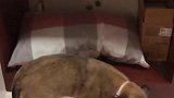 这只田园犬太有钱了，主人没钱都是借它的，大老板！