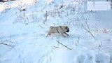 一只喜欢雪地的巴哥犬，在雪地里玩嗨了！