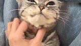 狸花猫脾气真好,哪怕满脸不情愿,爪爪也不会对着主人