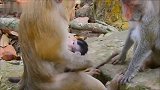 小猴子请拉我一把