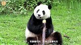 爱吃竹子的熊猫宝宝，无意间露出身手不凡的一面，看呆众人