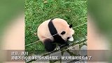 游客相机掉落被大熊猫捡走，网友：这个很贵不能吃！