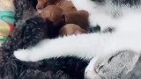 也不知道这个月嫂，是狗子花多少小鱼干顾的