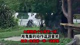 大猩猩像个小孩子一样，用鬼畜的动作逗游客笑