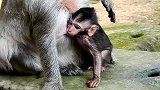 小猴子跑过来就抱着猴宝宝就亲，猴宝吧就这样被吃豆腐了