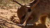 猫鼬以为猎豹是大猫，控制不住自己扑了过去，镜头记录搞笑画面