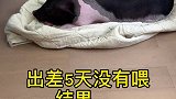 出差5天没有喂，结果……