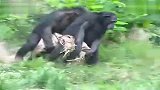 同步率超高 两只猩猩笑死人