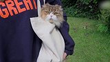 被主人带着出去玩的猫咪，这模样，真是幸福！