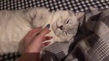 猫咪：你不配摸我的爪
