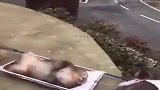 现实版上演“猴子请来的救兵”猴子：孩儿们，领盒饭去吧！