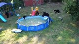 家里的游泳池被黑熊占领了