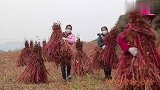 陕北农民秋收忙，哥嫂都回家帮忙，农村小徐炖了一锅鸡肉，吃美了