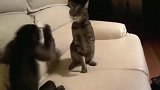 狸花猫：你喵大爷也敢招惹本喵一般不出手，一出手吓懵你