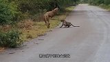 豹子外出觅食，不料一头狮子埋伏在旁，下一秒就发动攻击！