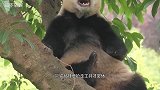 熊猫强占凳子，奶妈费“九牛二虎”之力才抢走，团子顿时火冒三丈