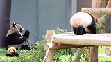 熊猫妈妈当个无忧无虑的吃货，宝贝在一旁乖乖卖萌，好温馨的画面