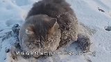 猫咪驱赶刺猬，一屁股坐在刺猬身上，猫咪的反应太逗了！