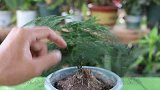 不会养文竹？拿捏住4个关键要点，剪几刀，文竹长出几米高