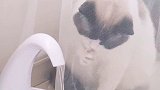 姜太猫喝水、愿者上嘴 星探家 猫 吸猫