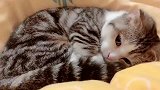 狸花猫两天没见到我，一回来就窝在这不肯离开