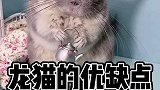 龙猫大概的一些优缺点