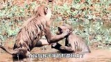 猴子被废弃鱼钩钩住嘴巴，不停“哀嚎”挣扎，看得让人心惊肉跳