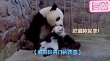 熊猫太可爱了，谁敢抢我的娃我跟谁拼命，嗯真香！