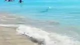 剑鱼突然冲上岸，海滩上的游客吓得四散而逃，准备起锅烧油