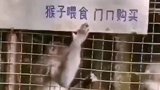 猴子：东西我只吃动物园卖的