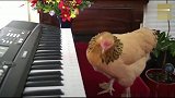 母鸡弹钢琴，一个键一个键的啄，完全沉浸在自己美妙的琴声中