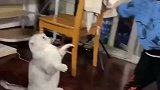 小男孩欺负小猫咪，猫咪不断后退