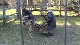 猎豹咬住男子大腿，不料反被“狂抡”好几圈，猎豹：再转就吐了！