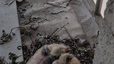家中窗台连续三年引来斑鸠筑巢，女子坚持投喂送水