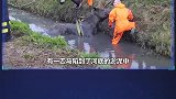 6个被人类救助的动物