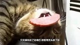 野鸡悄悄靠近猫咪抢食，不料猫咪的反应出乎意料，镜头记录全过程