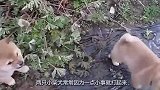 两只小柴犬闹矛盾，这掐脖子的本领是跟谁学的，简直太卑鄙了