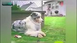 神奇的瞬间，狮子竟然和斑马一起喝水？