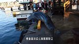 鲸鲨不小心跳到岸上，吓坏了众人，鲸鲨：都别动，我自己下去