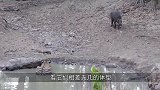 未成年老虎伏击巨型野猪，本以为势均力敌的硬战，结果让人意外！