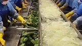 芦荟胶的生产过程，涨见识了