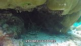 潜水者在水草下发现一个大钳子，伸手一掏，原来藏着个大家伙