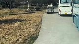 大王巡逻！这样看特别袖珍