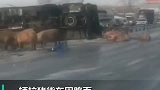 吉林拉猪货车因路面结冰侧翻“二师兄”艰难爬行