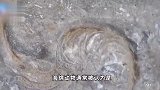 5亿多年前的“海绵宝宝”，湖北宜昌发现一大型海绵动物化石