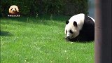 胖乎乎的熊猫桃浜趴在草地上，寻寻觅觅，找什么好吃的呢？
